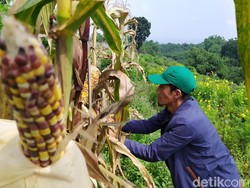 Lahan Jagung Pelangi Cianjur Bakal Ditata Jadi Ekowisata