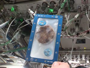 Astronot Berhasil Bikin Biskuit Cokelat di Luar Angkasa