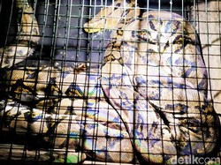 Warga Digigit Piton yang Berkeliaran di Sekitar Rumah Sakit Klaten