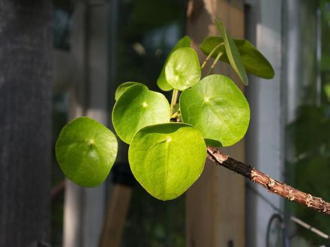 Money plant bawa keberuntungan menurut Feng Shui