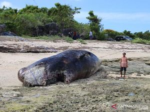 Paus Sperma Ditemukan Mati Terdampar di Hutan Mangrove di Rote Ndao NTT