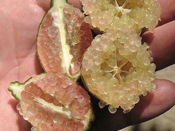 Agar Semua Cacing Keluar dari Tubuhmu, Minum Ini Saat Perut Kosong!