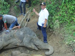 Gajah Neneng di Kebun Binatang Medan Mati