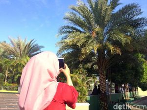 Pohon Kurma di Masjid Agung Ciamis Berbuah, Diminati Warga untuk Obat Pohon Kurma di Masjid Agung Ciamis Berbuah, Diminati Warga untuk Obat