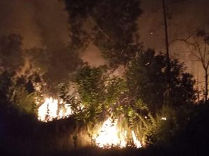 Semak Belukar Sekitar Kawasan Jelajah Gajah di Riau Terbakar