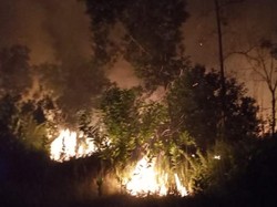 Semak Belukar Sekitar Kawasan Jelajah Gajah di Riau Terbakar