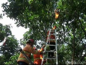 Tawon Endas Sengat Pengunjung Kantor Pajak Probolinggo, Sarangnya Dibakar Tawon Endas Sengat Pengunjung Kantor Pajak Probolinggo, Sarangnya Dibakar