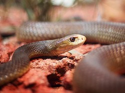 9 Ular Paling Mematikan di Dunia, King Cobra hingga Black Mamba