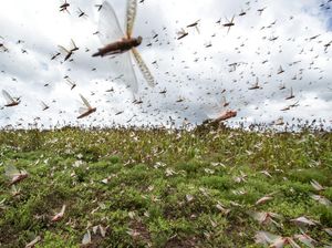 Mengerikan, Kenya Diserbu Ratusan Juta Belalang