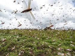 Mengerikan, Kenya Diserbu Ratusan Juta Belalang