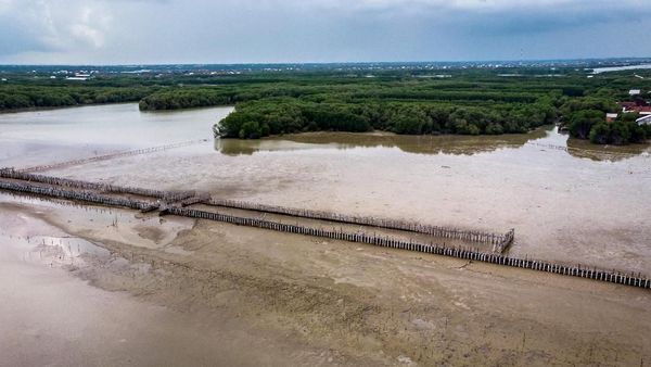 Melihat Upaya Penanganan Abrasi di Demak