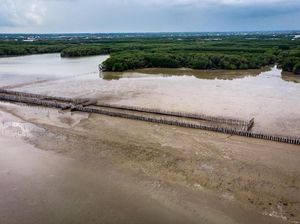 Melihat Upaya Penanganan Abrasi di Demak