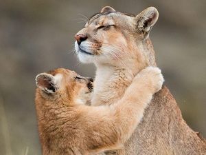 Gemas, Fotografer Ini Abadikan Momen Kasih Sayang Para Hewan