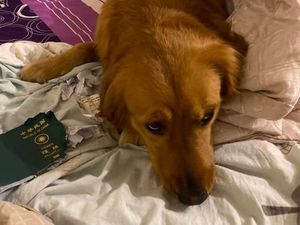 Paspor Digigit Anjing Sampai Batal Liburan... ke Wuhan!