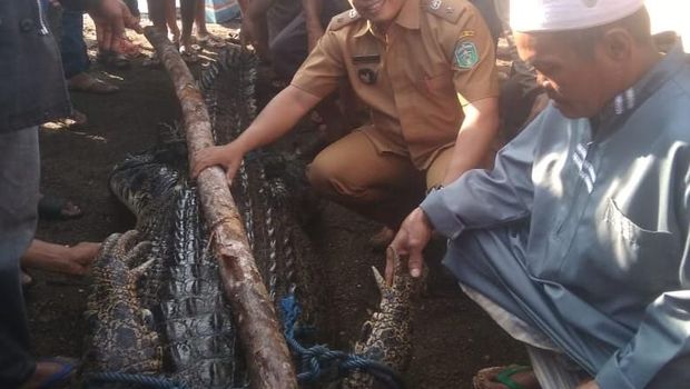 Terkam Warga, Buaya 3 Meter Luwu Timur Ditangkap