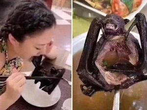 5 Fakta Sup Kelelawar yang Diduga Penyebar Virus Corona 5 Fakta Sup Kelelawar yang Diduga Penyebar Virus Corona