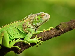 Bukan Air, di Kota Ini Akan Ada Hujan Iguana