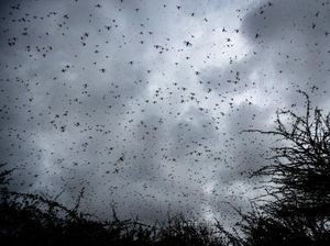 China Kerahkan Pasukan Bebek untuk Lawan Wabah Belalang