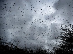 China Kerahkan Pasukan Bebek untuk Lawan Wabah Belalang