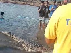 Terkam Warga, Buaya 3 Meter Luwu Timur Ditangkap