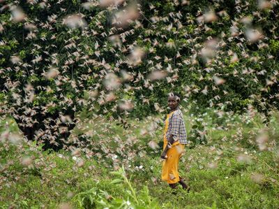 Bencana Teror Belalang yang Mengerikan di Afrika
