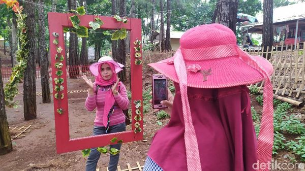 Foto: Hutan Pinus Instagramable dari Cianjur
