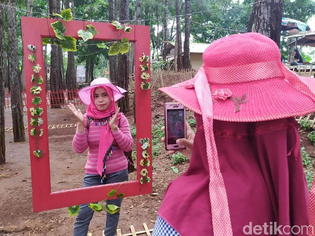 Foto: Hutan Pinus Instagramable dari Cianjur Foto: Hutan Pinus Instagramable dari Cianjur