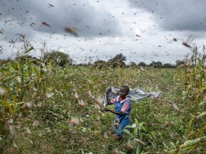Somalia Umumkan Darurat Teror Belalang