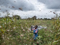 Somalia Umumkan Darurat Teror Belalang