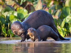 Berang-berang Malaysia Serang Wanita yang Sedang Jogging