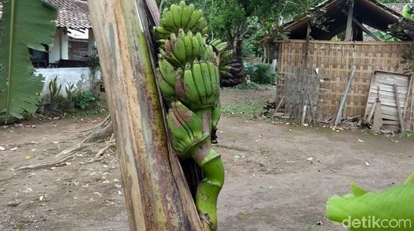 Unik! Buah Pisang di Magelang Muncul di Tengah Batang