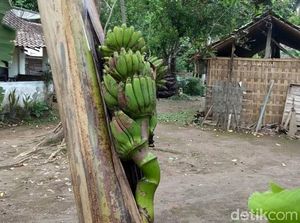 Unik! Buah Pisang di Magelang Muncul di Tengah Batang