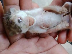 Viral Kucing Bermata Satu dan Bertanduk di Sumut, Ini Kisah di Baliknya