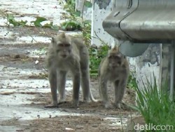 Tertarik Sesajen, Kawanan Monyet Ekor Panjang Turun dari Lereng Bromo