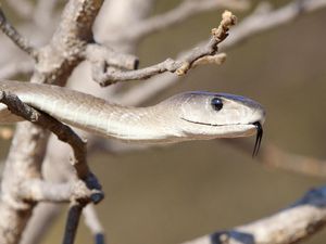 Garam Bisa Mengusir Ular, Mitos atau Fakta?