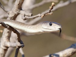 Garam Bisa Mengusir Ular, Mitos atau Fakta?