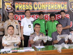 Polisi Gagalkan Penyelundupan Bibit Lobster Senilai Rp 4,5 Miliar Polisi Gagalkan Penyelundupan Bibit Lobster Senilai Rp 4,5 Miliar