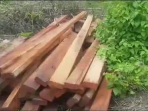 Ilegal Logging Kayu Bayam Diungkap di Sultra