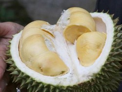 Bogor dan Sukabumi Punya Durian Unggul yang Manis Legit Berdaging Tebal