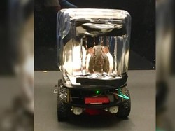 Wah! Tikus Ini Dilatih Sampai Bisa Nyetir Mobil