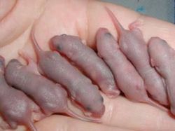 Merinding! Wanita Ini Mukbang Bayi Tikus Hidup-hidup