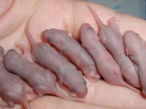 Tradisi Nguntal Cindil, Makan Bayi Tikus yang Jadi Ritual Paku Buwono XII Tradisi Nguntal Cindil, Makan Bayi Tikus yang Jadi Ritual Paku Buwono XII