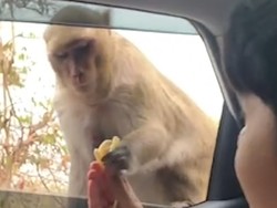 Dasar Monyet! Pisang Ditepis, eh Snack Langsung Diembat