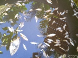 Begini Penanganan Pencemaran Sungai Dampak Limbah Pabrik Susu di Blitar