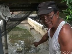 Ribuan Ikan Mati Imbas Limbah Peternakan Sapi Perah yang Cemari Sungai Blitar