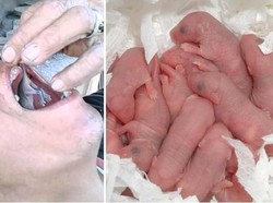 5 Konsumsi Hewan yang Dikaitkan dengan Penyebab dan Obat Virus Corona