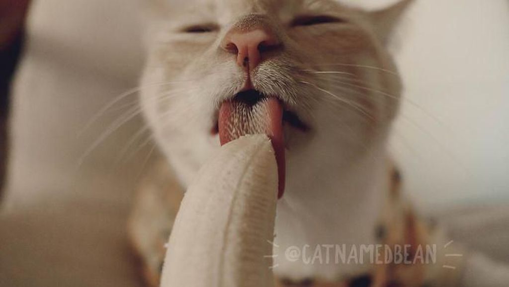 Terobsesi dengan Pisang, Pose Kucing Ini Saat Makan Pisang Bikin Gemas Terobsesi dengan Pisang, Pose Kucing Ini Saat Makan Pisang Bikin Gemas