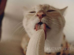 Terobsesi dengan Pisang, Pose Kucing Ini Saat Makan Pisang Bikin Gemas Terobsesi dengan Pisang, Pose Kucing Ini Saat Makan Pisang Bikin Gemas