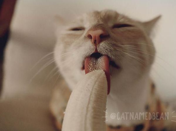 Terobsesi dengan Pisang, Pose Kucing Ini Saat Makan Pisang Bikin Gemas