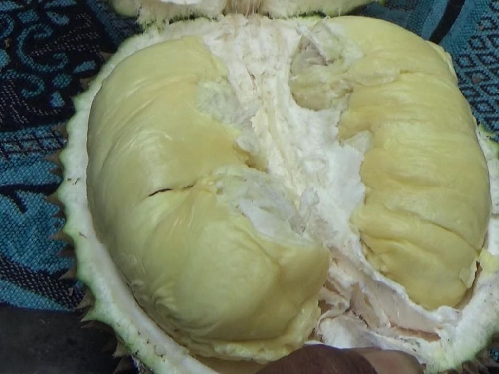 Legit Nagih! Durian Mentega Khas Lereng Semeru yang Berdaging Tebal